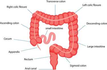 large intestine human labeled anatomy clipart