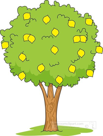 lemon tree clipart