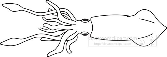 mollusks giant squid outline cliprt