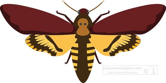 moth insect insect clipart