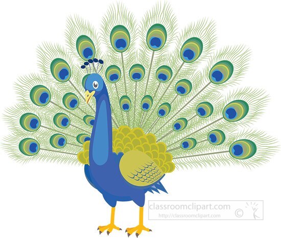 peacock bird with feather opened clipart