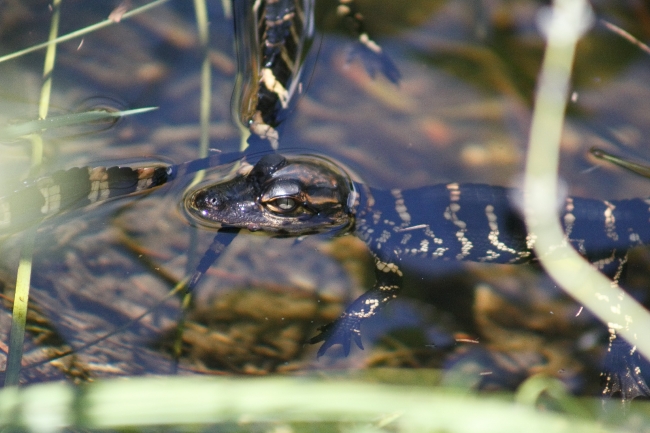 Alligator Hatchlings everglades florida