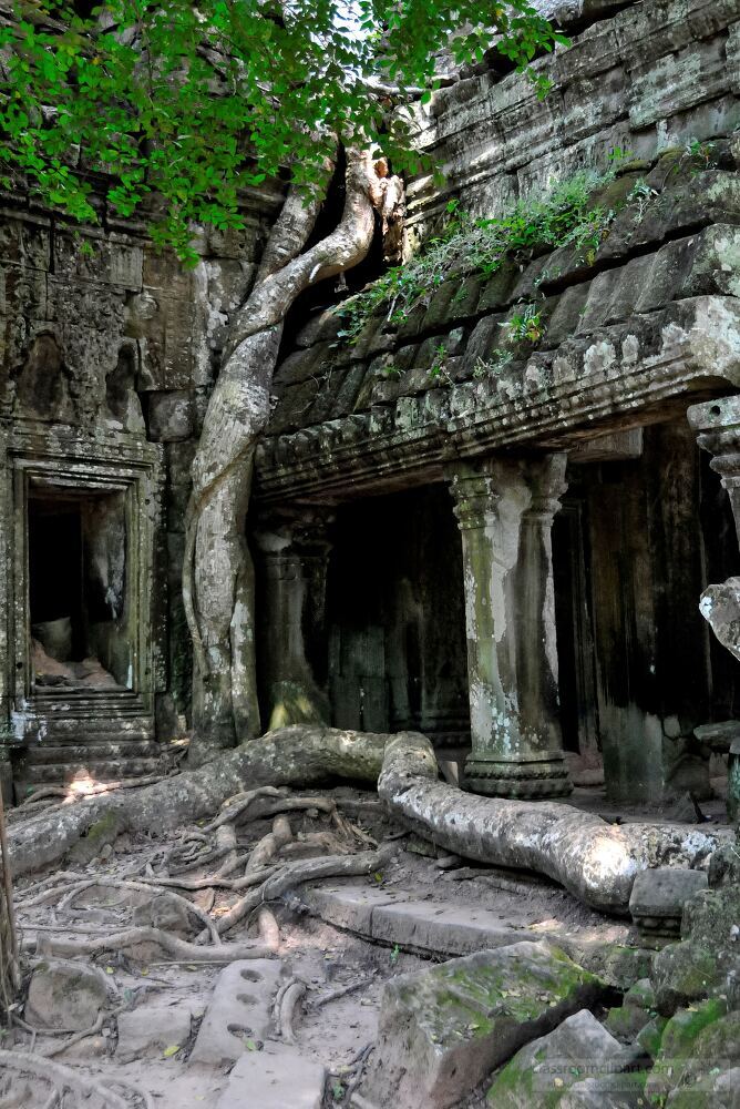 Ancient Roots Intertwine With Temple Stones in Cambodia