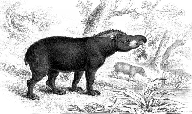 Animal Illustration Tapir