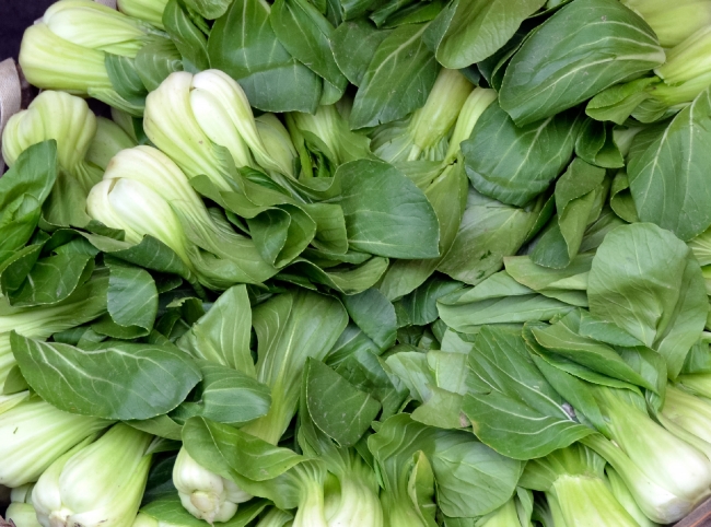 Asian Greens Bok Choy Photo Image