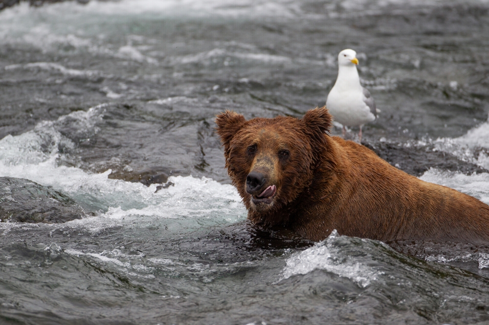 bear licks chops