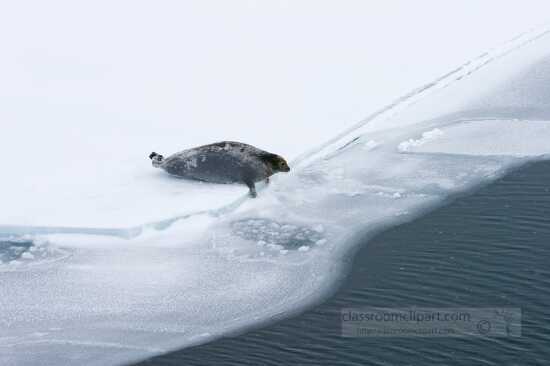 bearded seal on the edge of the sea ice