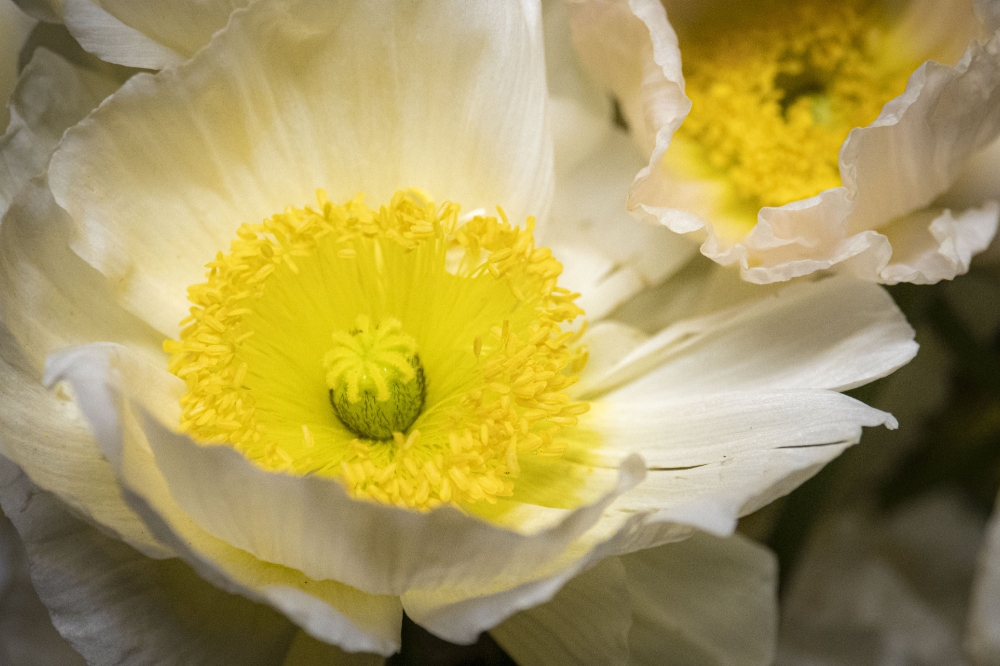 beautiful white and yellow flowers