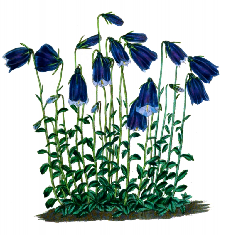 bellflower flower illustration