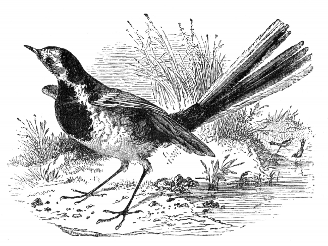bird wagtail engraved bird illustration