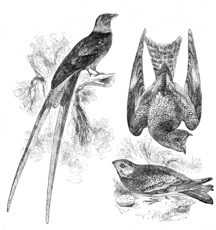 birdillustration