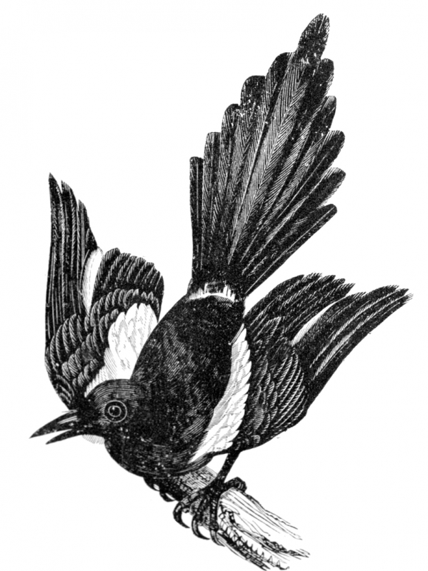 bird-illustration