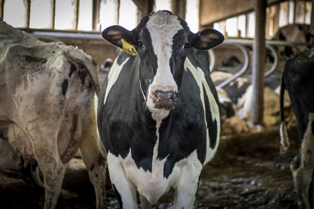 black white olstein Heifers dairy cow