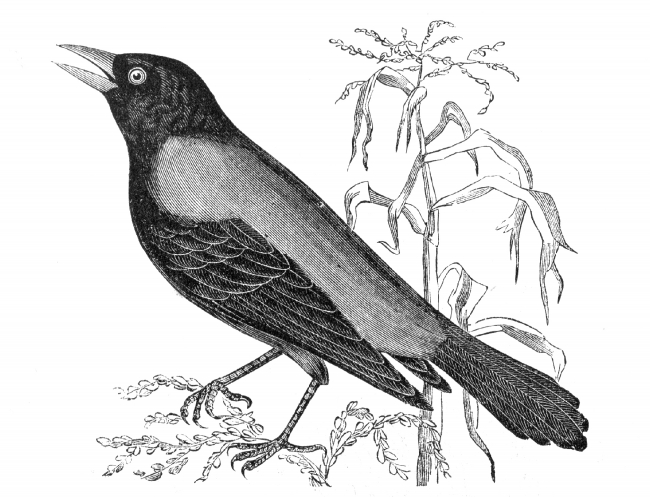blackbird bird engraved bird illustration