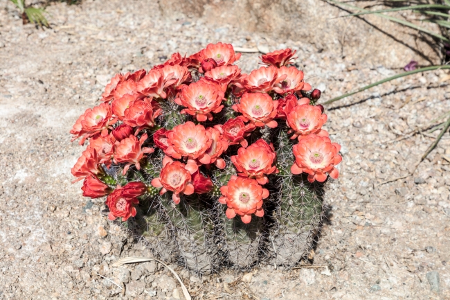 blooming cactus in a patch of desert in maricopa county north of