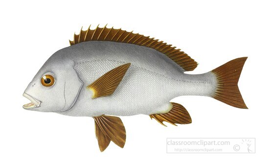 brown white gray fish illustration clipart