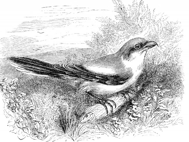 butcher bird illustration