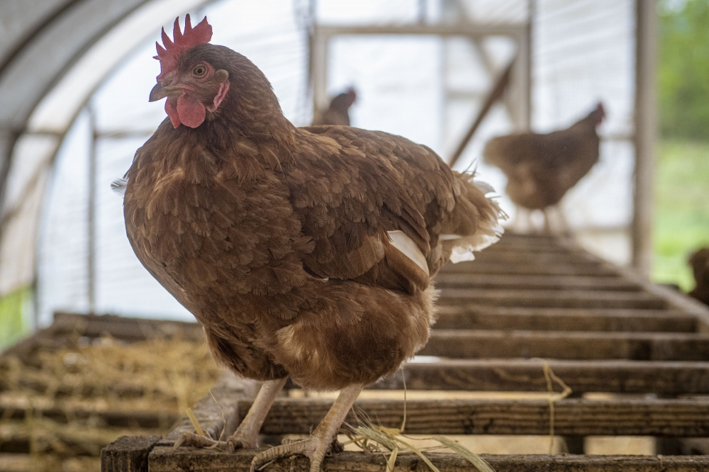 chicken at organic farm