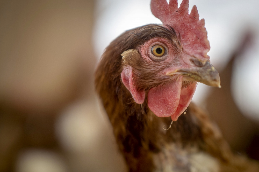 chicken closeup side view at farm