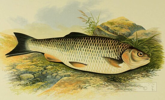 chub fish clipart illustration