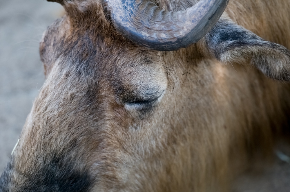 closeup of takin head