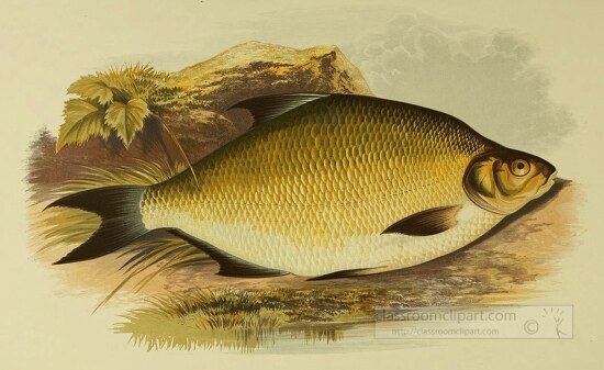 common bream fish clipart illustration