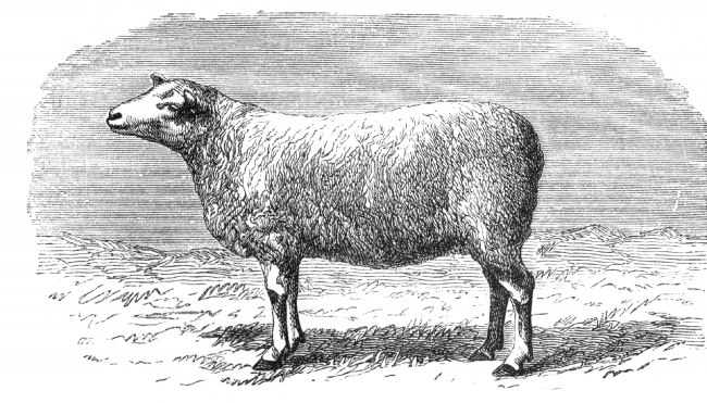 cotswold breed sheep illustration