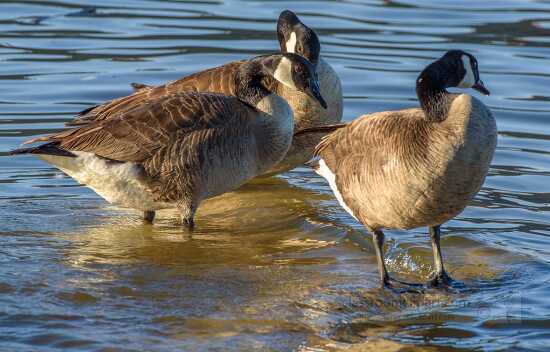 crackling goose percy priest lake photo