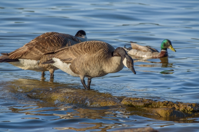 crackling goose swimming percy priest lake photo