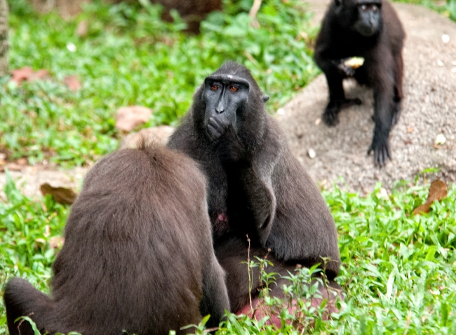 Crested Macaque singapore zoo 8034