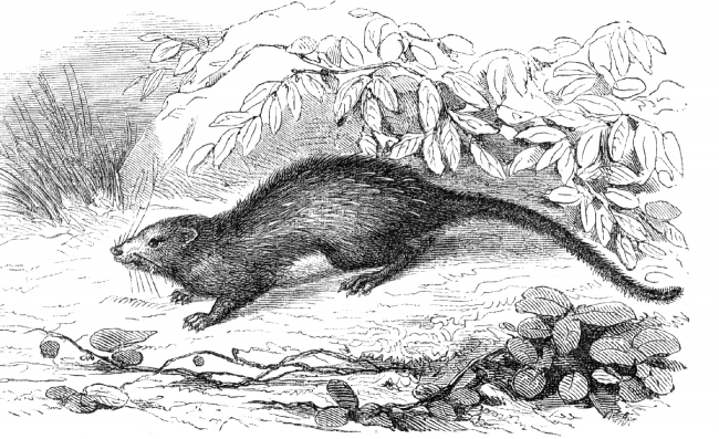 ctenomys illustration