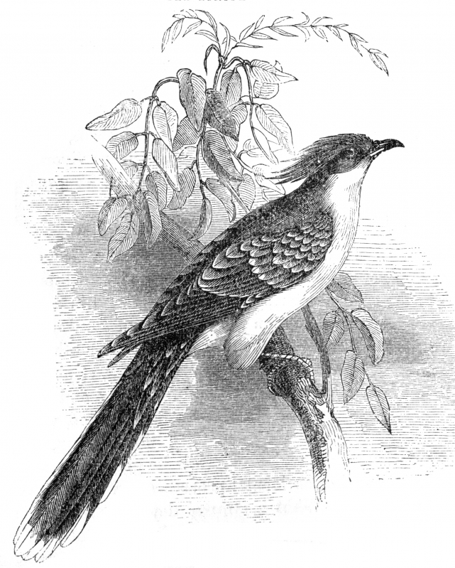 cuckoo engraved bird illustration