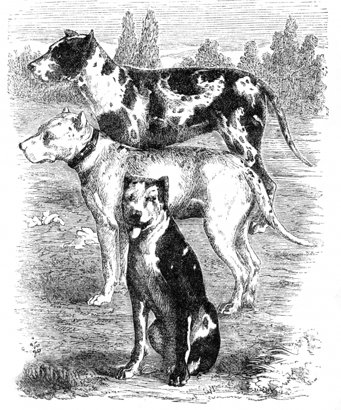 danish dogs illustration