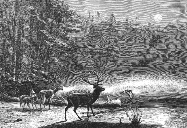 deer on lake st regis historic illustration