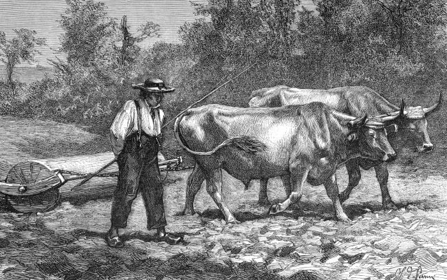 domestic draught oxen illustration