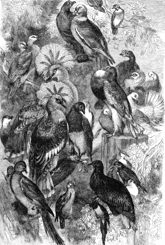 doves pigeon engraved bird illustration