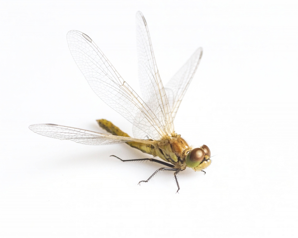 Dragonfly on white background