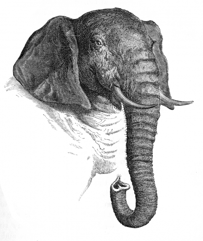 elephant head illustration