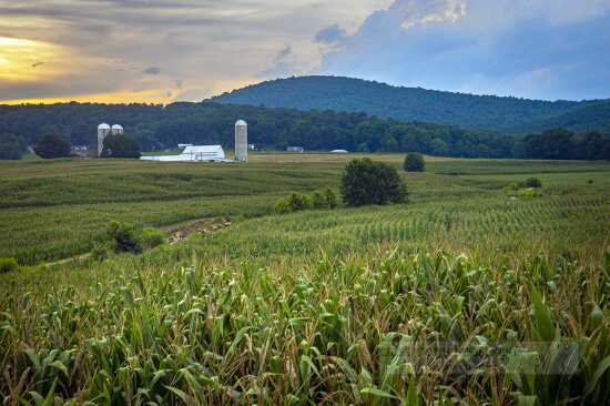 farm and corn field at sunset maryland