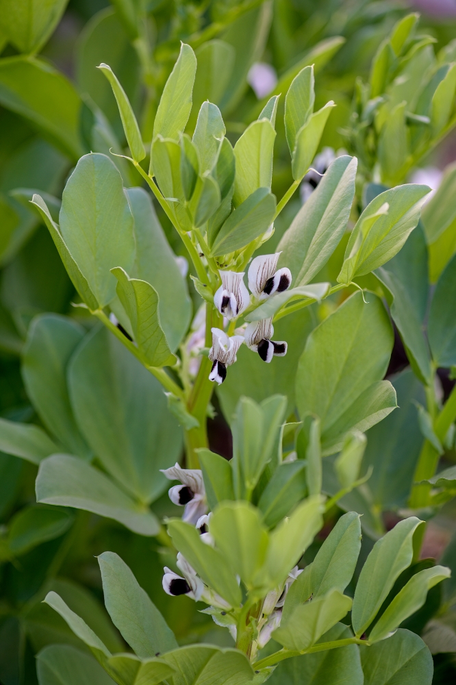 fava bean plants with flowers