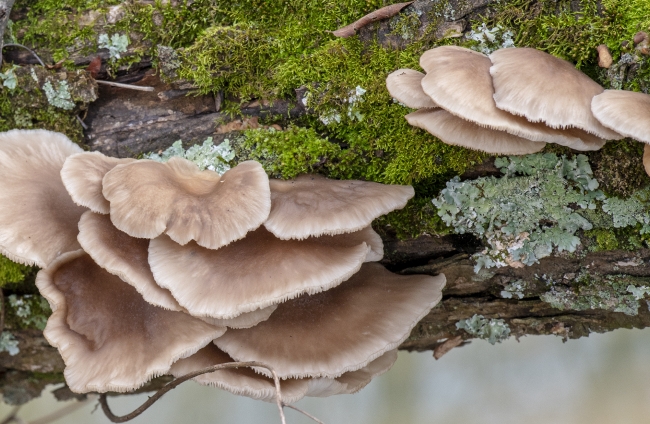 flarge fungus with moss growing on tree