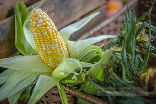 Fresh cleaned sweet corn and other vegetables