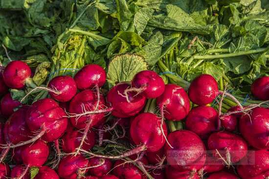 Freshly picked bunches of radishes