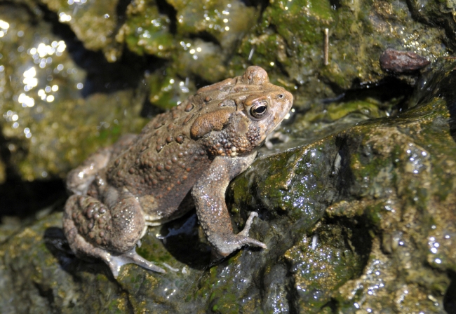 frog american toad in pond 22