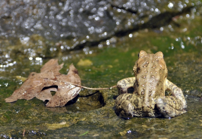 frog american toad in pond 28