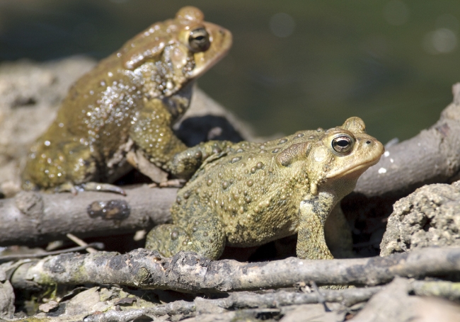 frog american toad in pond 37