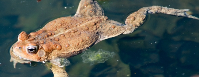 frog american toad in pond 55