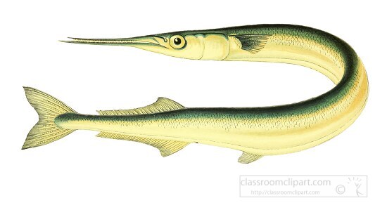 garfish fish clipart illustration