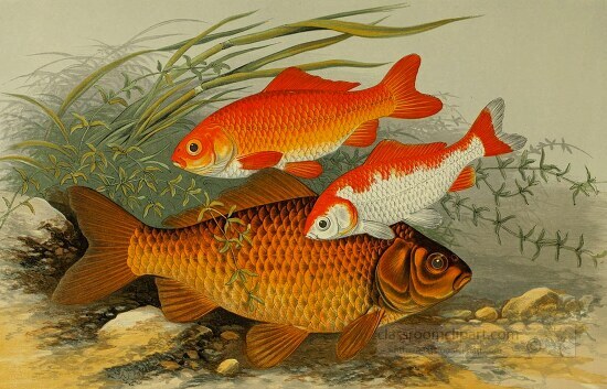 golden bronze carp fish clipart illustration
