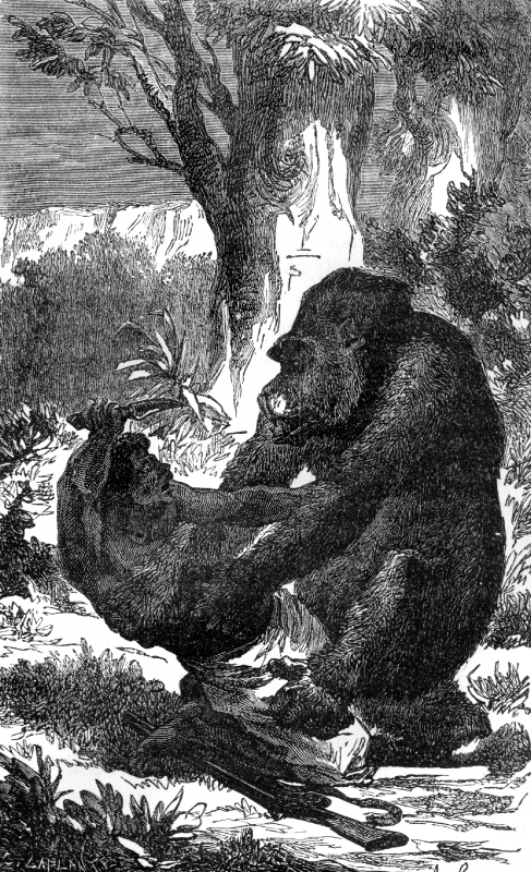 gorilla attacking a hunter illustration